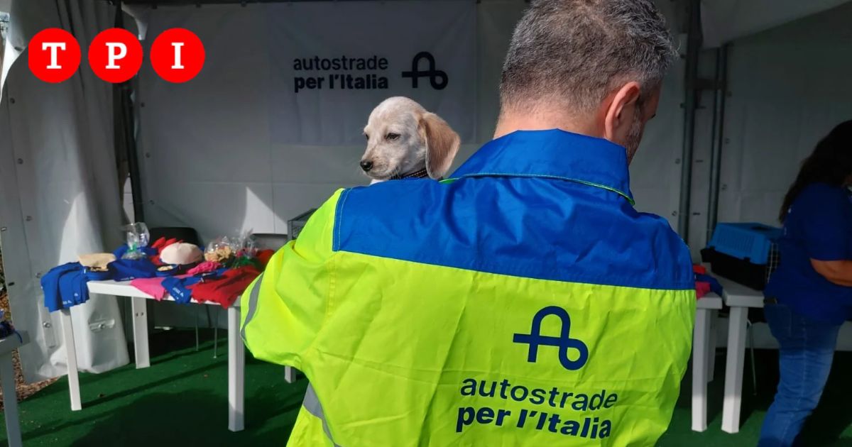 polizia di stato e autostrade per l8217italia insieme a casilina ovest per la sicurezza e il benessere degli animali da Tpi.it polizia di stato e autostrade per l8217italia insieme a casilina ovest per la sicurezza e il benessere degli animali